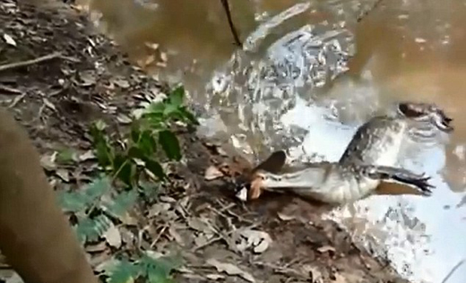 crocodile dies of electric eel shock